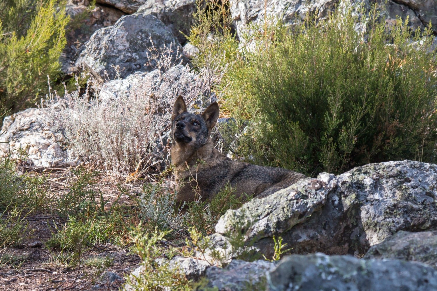 Spanish Wolf